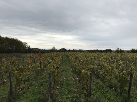 Vignes de Vincent Chauvelot à Vesdun, plantées en cépage Genouillet