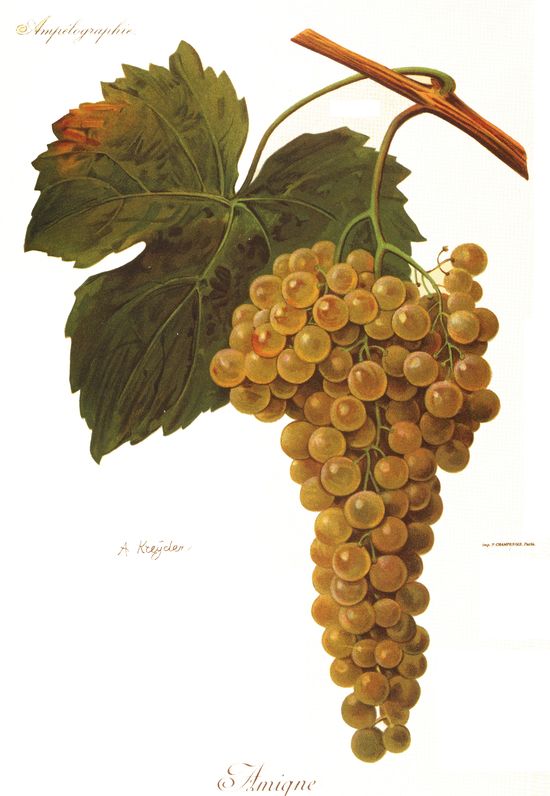Amigne (Traité général de viticulture Viala-Vermorel)