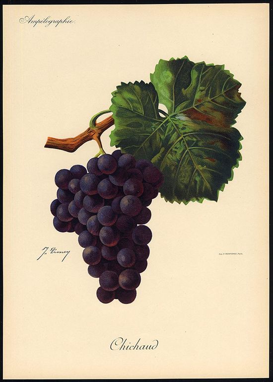 Chichaud (Traité général de viticulture Viala-Vermorel)